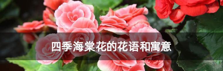 春日飞舞的芬芳与温暖——日本早樱的花语和寓意（樱花盛开）