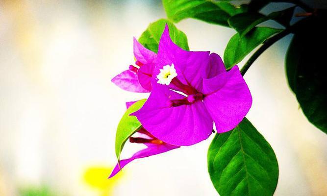 三角梅的花语与传说（揭秘三角梅花所蕴含的深意）