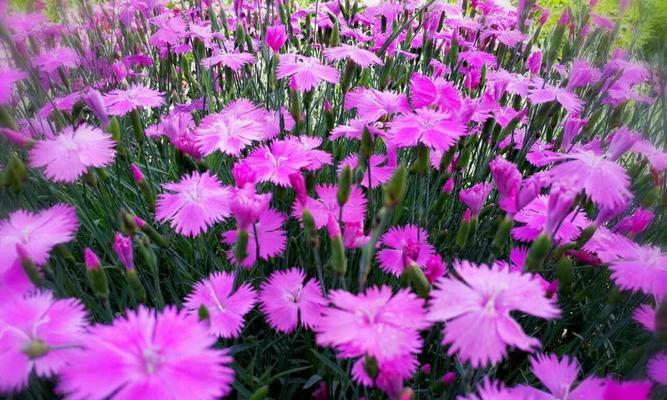 石竹花语——美丽、坚强与希望（探寻石竹花语的奥秘）