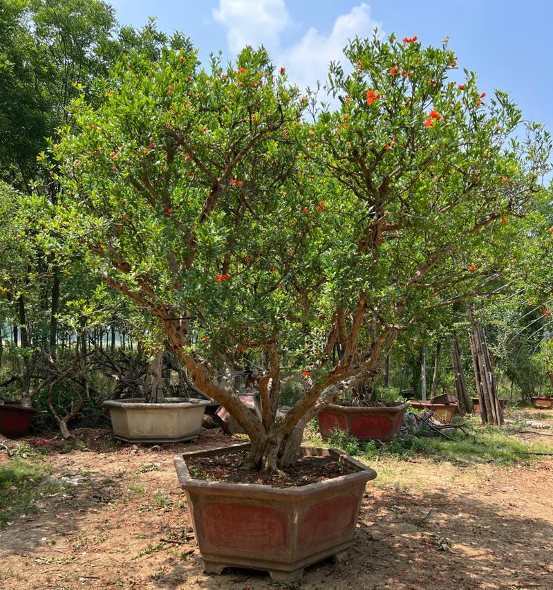 多子多福的盆栽植物（寓意吉祥的室内绿植——多子多福）