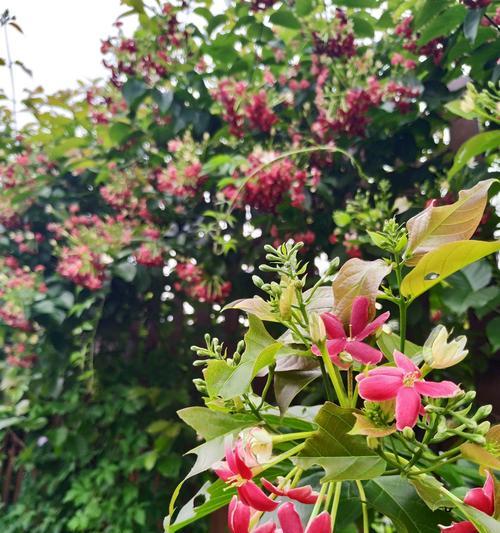 君子花语与寓意（体验君子花语的优雅韵味）