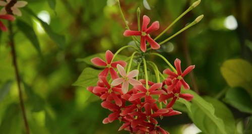 君子花语与寓意（体验君子花语的优雅韵味）