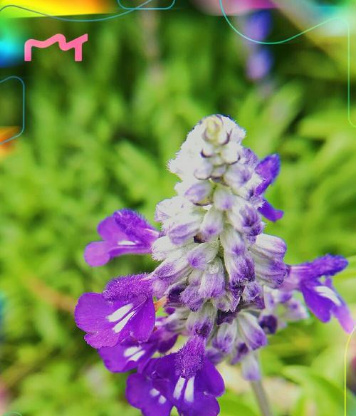 鼠尾草（揭秘鼠尾草的花语与神奇传说）