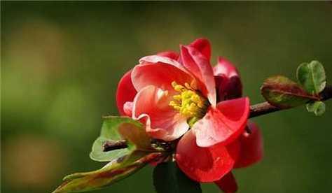 四季海棠花（揭示四季海棠花的花语及其象征的五彩生命）