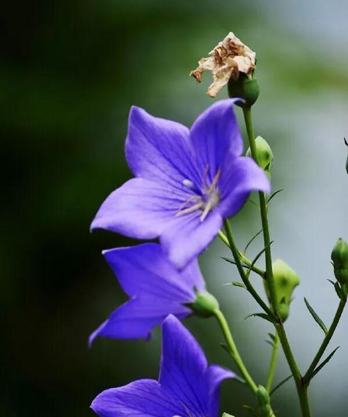 花语之美（从玫瑰到菊花）