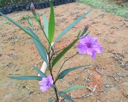 深入了解以挺水植物（挺立水面的神奇之植）