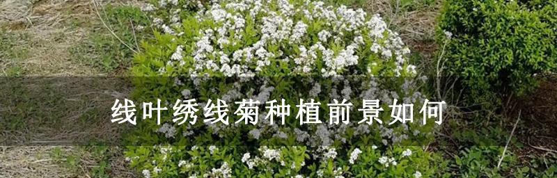 线叶绣线菊花的美丽与花语（探索线叶绣线菊花的传统和象征意义）