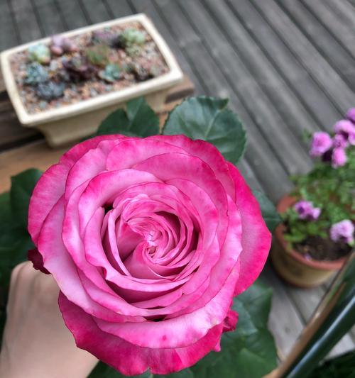 香水月季花语（探寻月季花的花语之美）