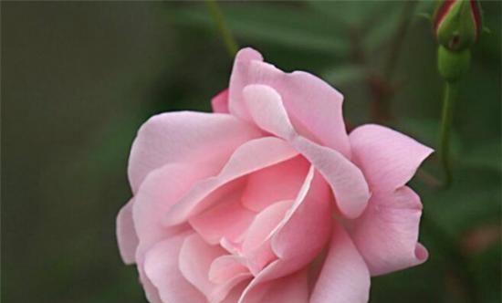 香水月季花语（探寻月季花的花语之美）