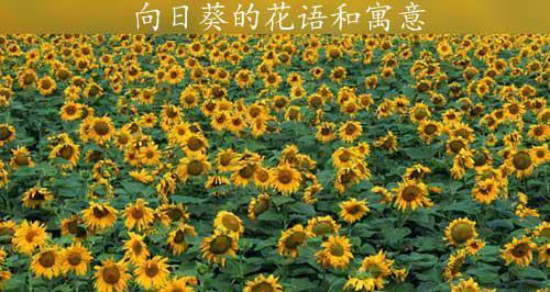 向阳花的花语——希望与幸福之花（向阳花的寓意与象征意义）
