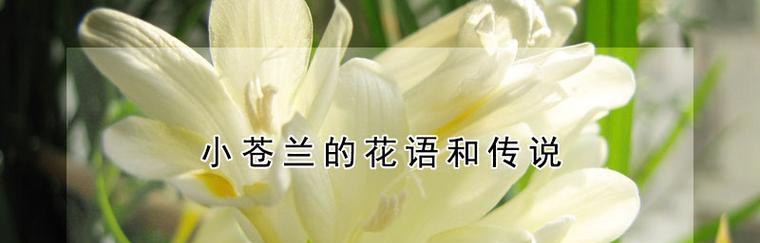 小苍兰的花语之祝福与希望（唤醒内心的温暖和力量）