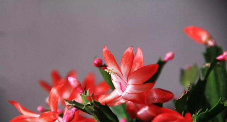 蟹爪兰的花语之美——探寻花朵背后的含义（蟹爪兰花语的神秘力量及对人们的启示）