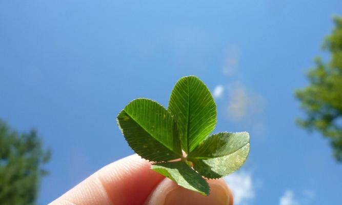 幸运草的花语及意义解读（寓意深远的四叶幸运草）