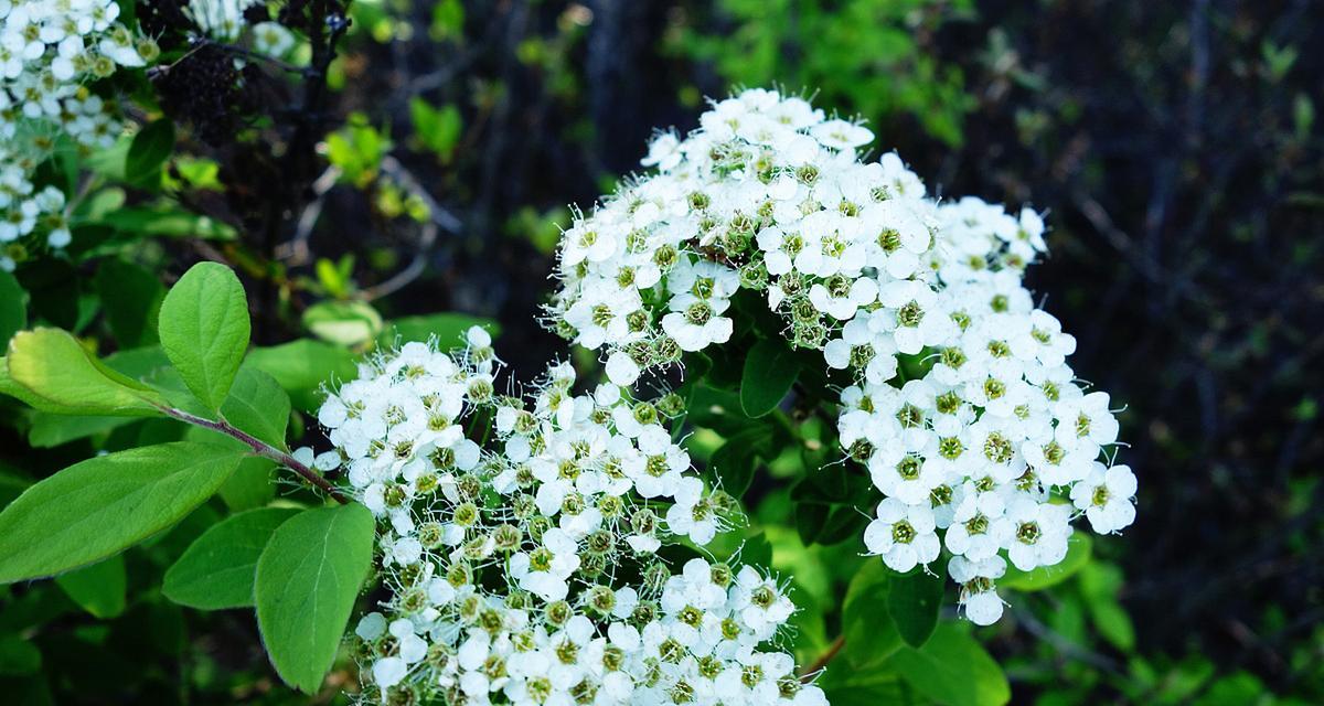 绣线菊的花语与寓意（探寻绣线菊的丰富花语）