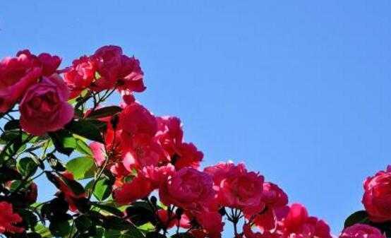野蔷薇的花语——坚强与美丽（野蔷薇的花语意味着什么）
