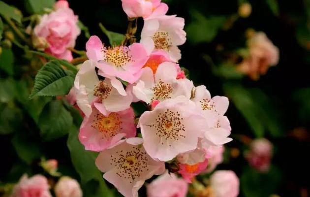 野蔷薇的花语——坚强与美丽（野蔷薇的花语意味着什么）