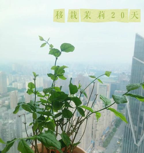 移植苗——引领植物生长的关键（了解移植苗的意义与方法）