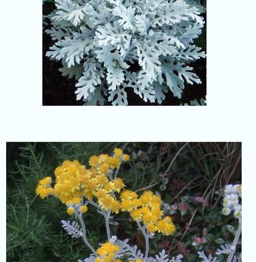 银叶菊花的花语及象征意义解读（探索银叶菊的美丽与深意）