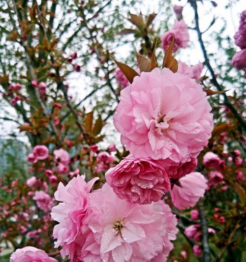 樱花诗的花语——婉约之美的化身（盛放于春风中的樱花）