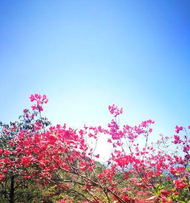 映山红的花语是什么（探寻映山红的内涵与象征）