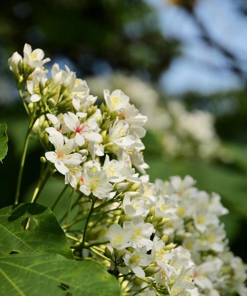 油桐花之美——花语和魅力（探索油桐花的花语和魅力）