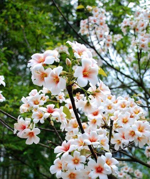 油桐花之美——花语和魅力（探索油桐花的花语和魅力）