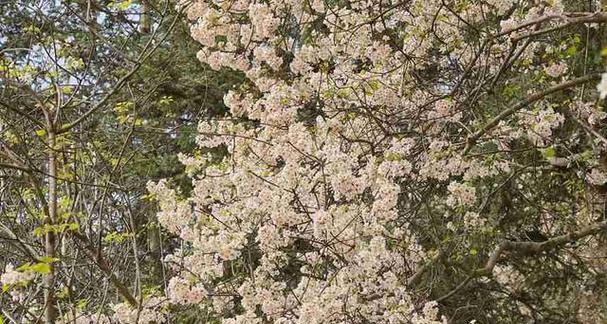 油桐花之美——花语和魅力（探索油桐花的花语和魅力）