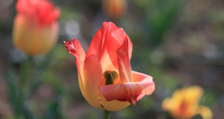 郁金樱的花语与美丽传说（探寻郁金樱花的花语和文化背景）