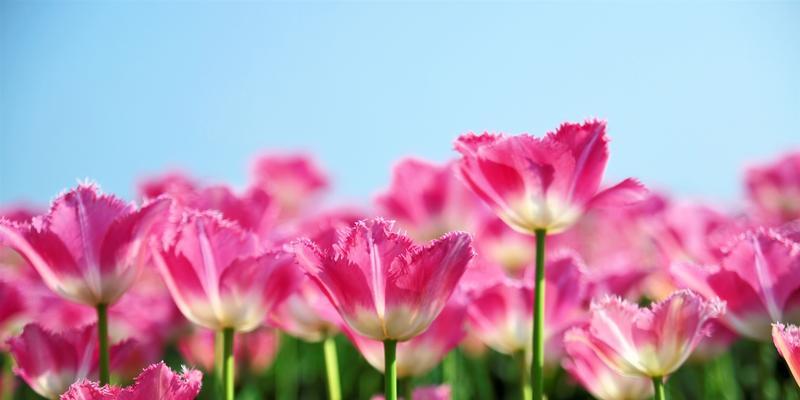 郁金樱的花语与美丽传说（探寻郁金樱花的花语和文化背景）