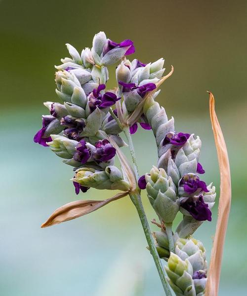 再力花（再探花语）