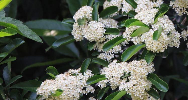 珍珠梅的花语和寓意（探索珍珠梅花的花语及其深刻寓意）