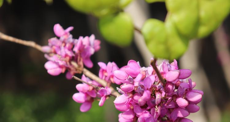 紫荆花的花语及象征意义（探索紫荆花的花语与文化背景）