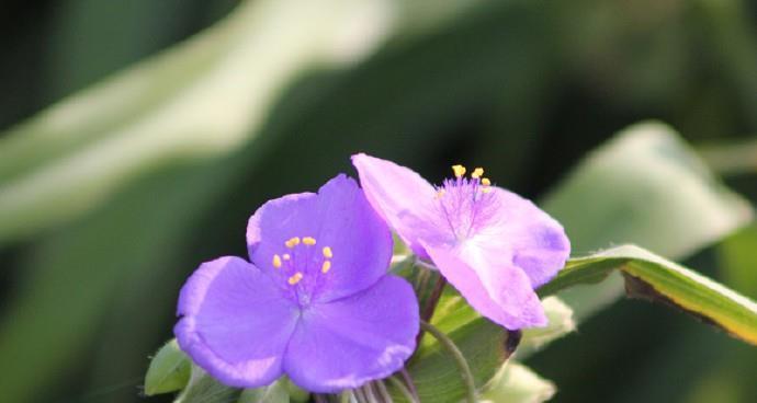 紫露草花语与寓意（揭开紫露草的神秘面纱）