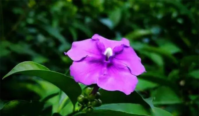 紫色三叶草的花语（解读紫色三叶草的象征意义和传承的神秘力量）