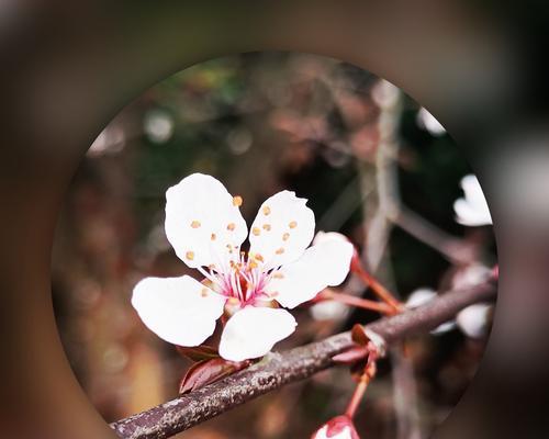 紫叶李的花语揭示人生真谛（探寻紫叶李的神秘花语）