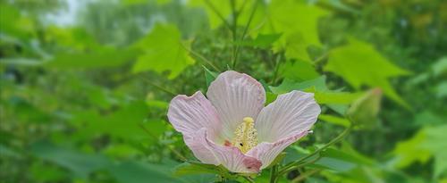 芙蓉之恋——探寻芙蓉的花语（芙蓉花开）