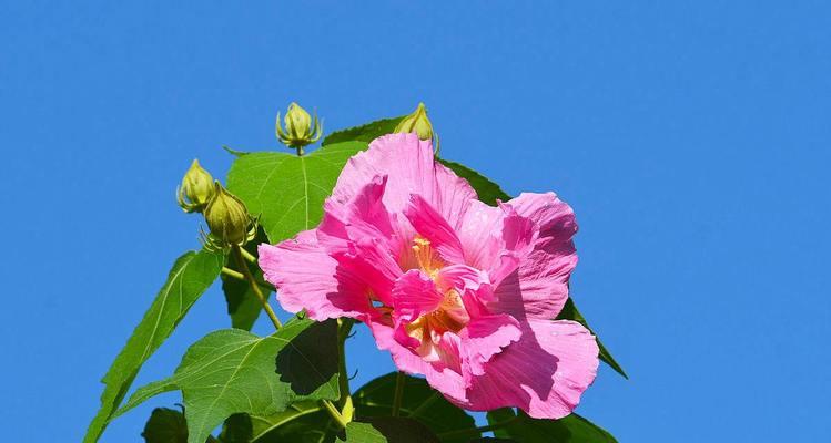 芙蓉花的花语与象征意义（探寻芙蓉花的美丽内涵及文化价值）