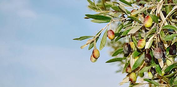 橄榄枝的象征意义及其文化内涵（传承千年的和平与希望之源）
