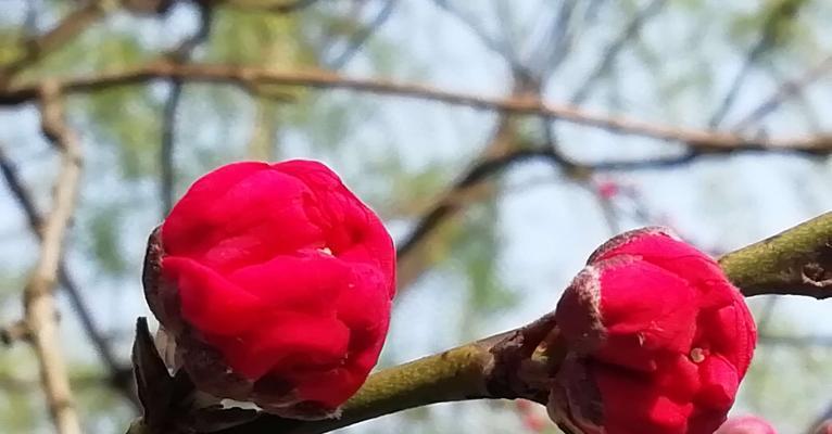 桃花花语与其代表的意义（传递吉祥与爱情的芳香之语）