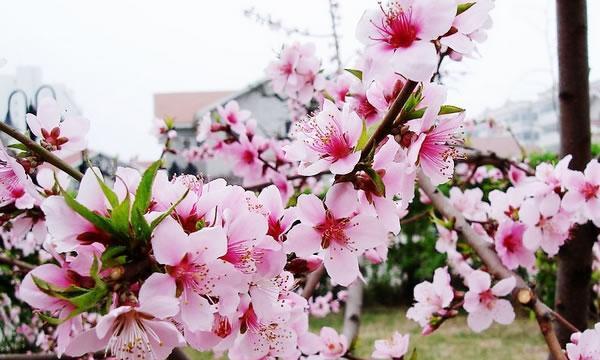 桃花的象征与寓意（桃花的美丽与希望）