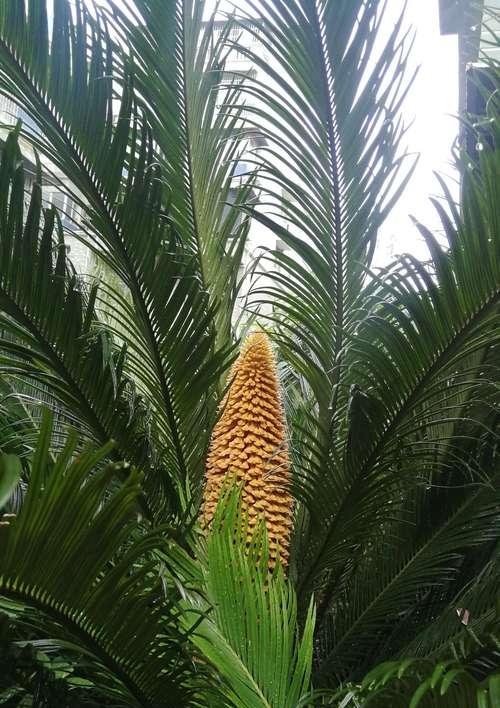 铁树开花的奇迹（探秘铁树开花之谜）