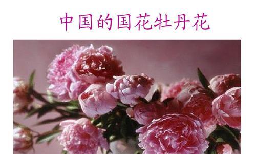 无忧花（传承千年的花语和典故）