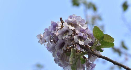 梧桐花的寓意与象征意义（深入探究梧桐花的美与哲思）