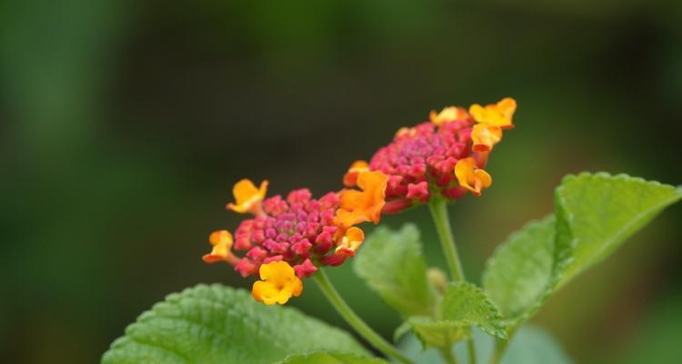 五色梅的花语传递美丽情感（五色梅的花语）