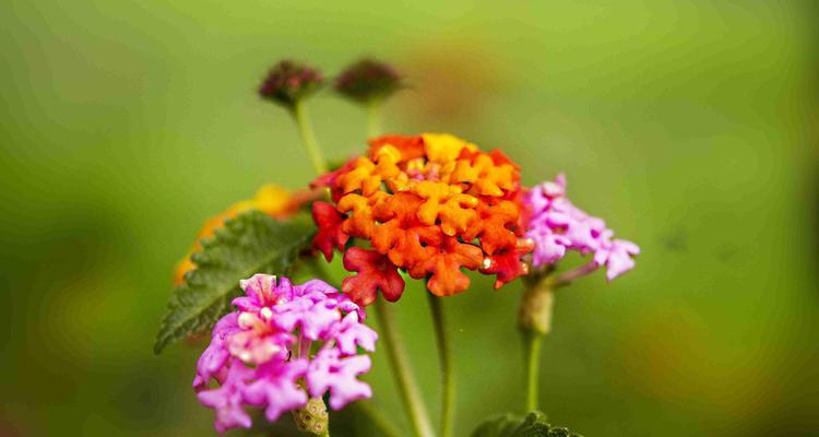 五色梅的花语传递美丽情感（五色梅的花语）