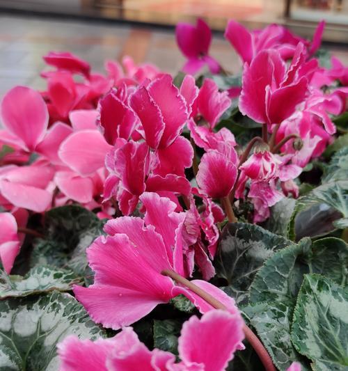 仙鹤献花（神奇的仙鹤）