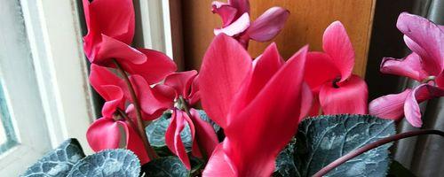仙鹤献花（神奇的仙鹤）