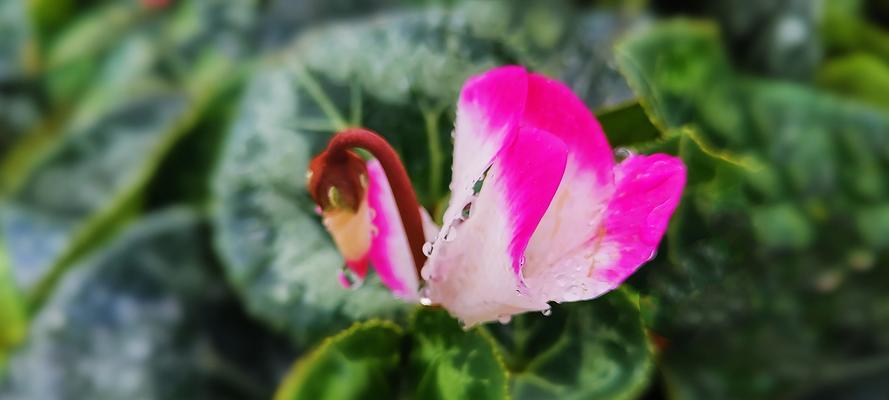 仙客来花语与含义解读（揭秘仙客来的15种花语及其深层含义）