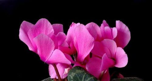 仙客来花语与寓意之美（花开时）