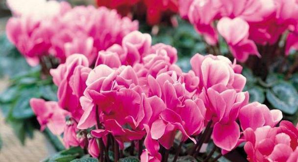 仙客来花语与寓意之美（花开时）
